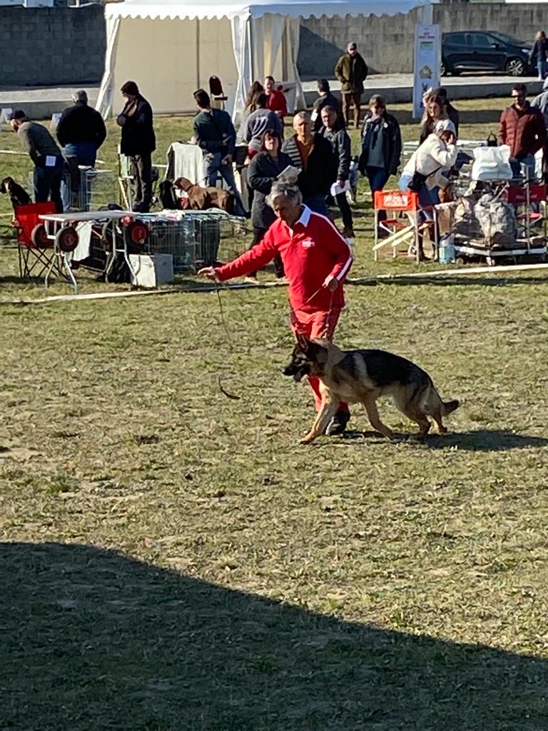 IMG 20220316 WA0030 - Exposition canine toutes races - Valence 2022 : un succès pour l'élevage de Bergers Allemands des Nacrés de Vénus