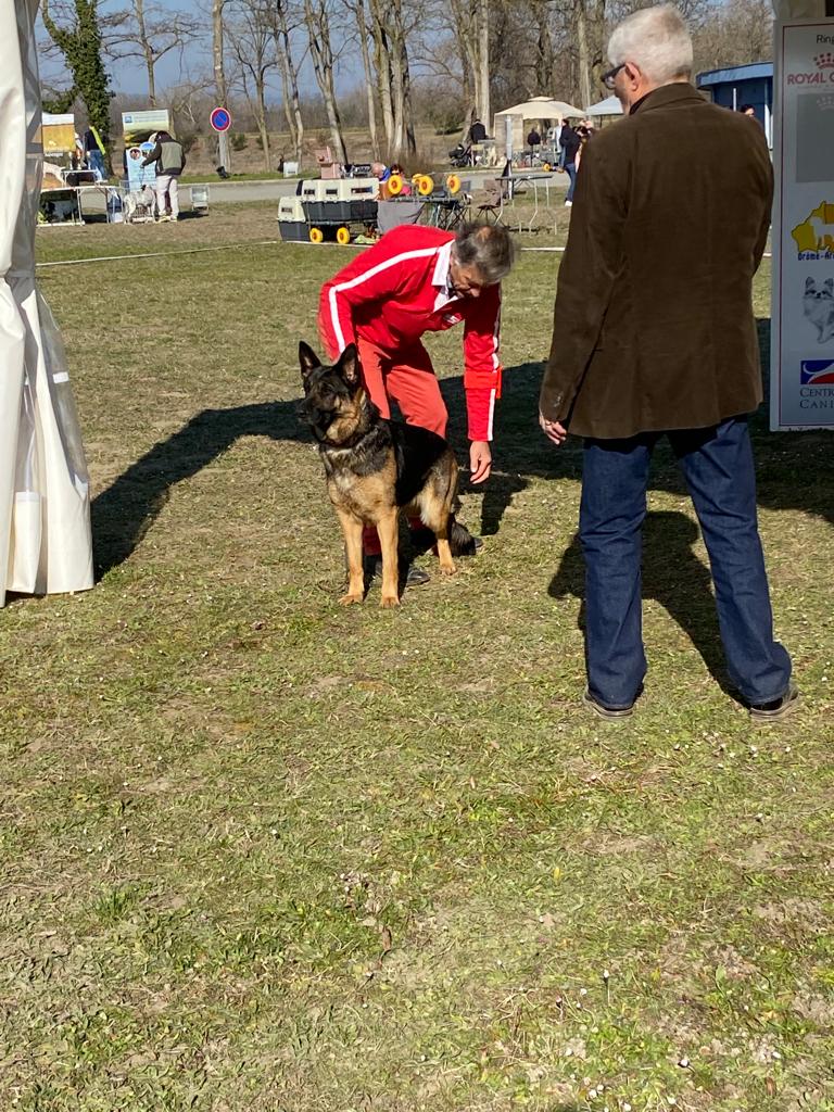 IMG 20220316 WA0032 - Exposition canine toutes races - Valence 2022 : un succès pour l'élevage de Bergers Allemands des Nacrés de Vénus