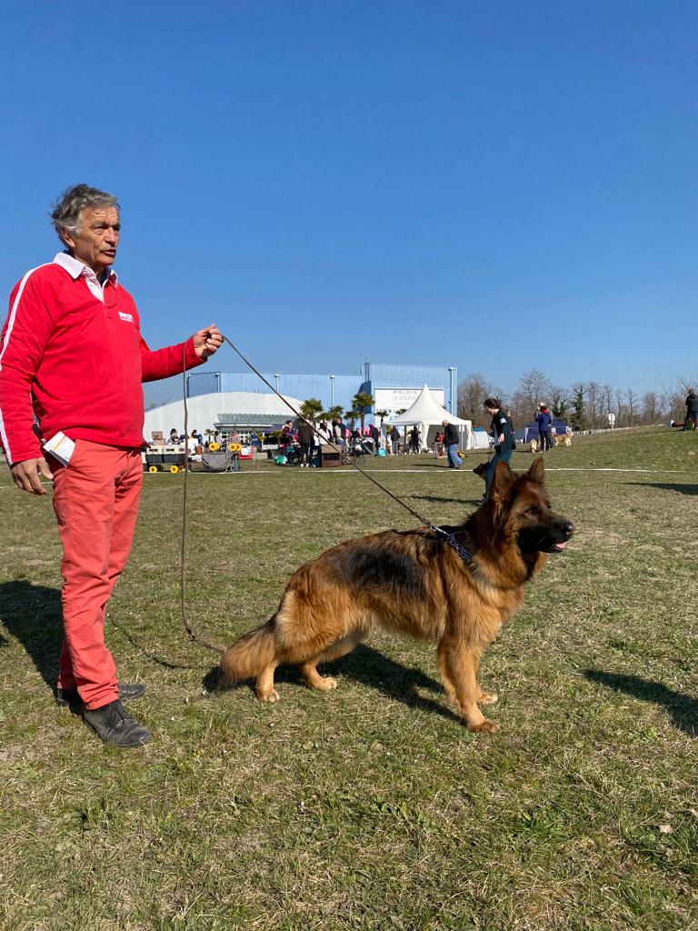 IMG 20220316 WA0036 - Exposition canine toutes races - Valence 2022 : un succès pour l'élevage de Bergers Allemands des Nacrés de Vénus