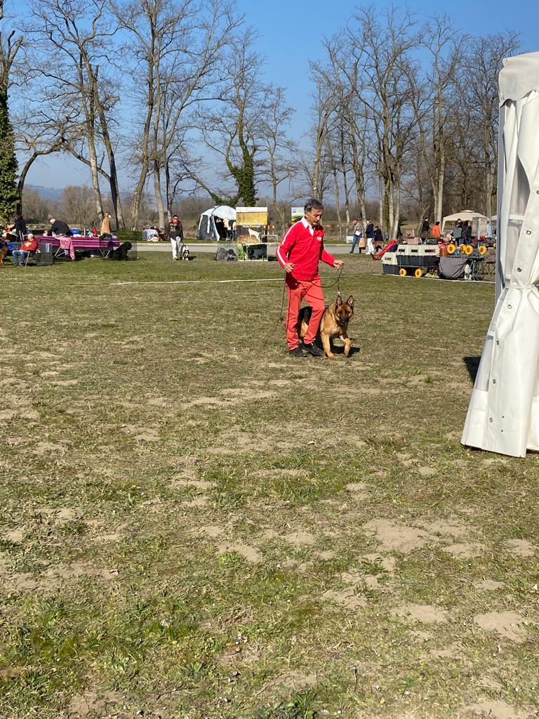 IMG 20220316 WA0040 - Exposition canine toutes races - Valence 2022 : un succès pour l'élevage de Bergers Allemands des Nacrés de Vénus