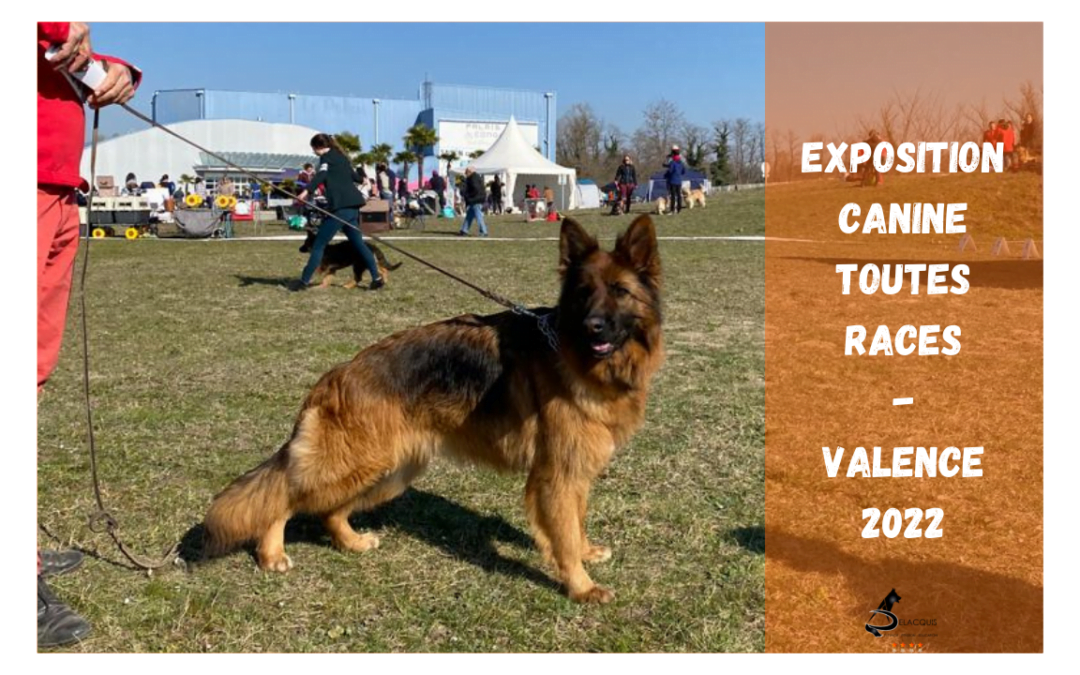 Exposition canine toutes races – Valence 2022 : un succès pour l’élevage de Bergers Allemands des Nacrés de Vénus