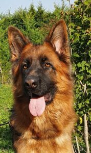 IMG 20221006 WA0035 178x300 - Nos chiennes