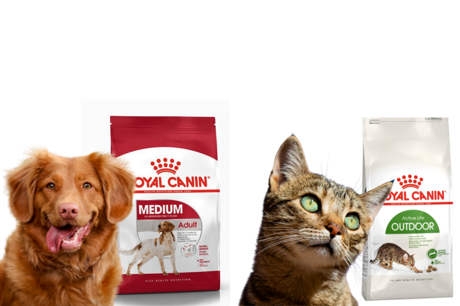 Combe Delacquis pension chiens chats alimentation chien royal canin lyon - Accueil
