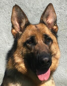 Mitou Nacres de Venus elevage berger allemand LOF pure race berger allemand france berger allemand suisse berger allemand rhone alpes chiot berger allemand 232x300 - Nos chiennes
