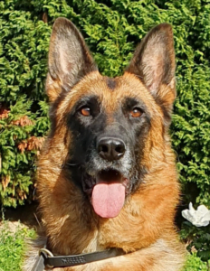 Niobe Nacres de Venus elevage berger allemand LOF pure race berger allemand france berger allemand suisse berger allemand rhone alpes chiot berger allemand 232x300 - Nos chiennes