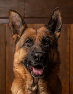 Oasis Nacres de Venus elevage berger allemand LOF pure race berger allemand france berger allemand suisse berger allemand rhone alpes chiot berger allemand 1 232x300 - Nos chiennes