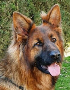 Roumba Nacres de Venus elevage berger allemand LOF pure race berger allemand france berger allemand suisse berger allemand rhone alpes chiot berger allemand 232x300 - Nos chiennes