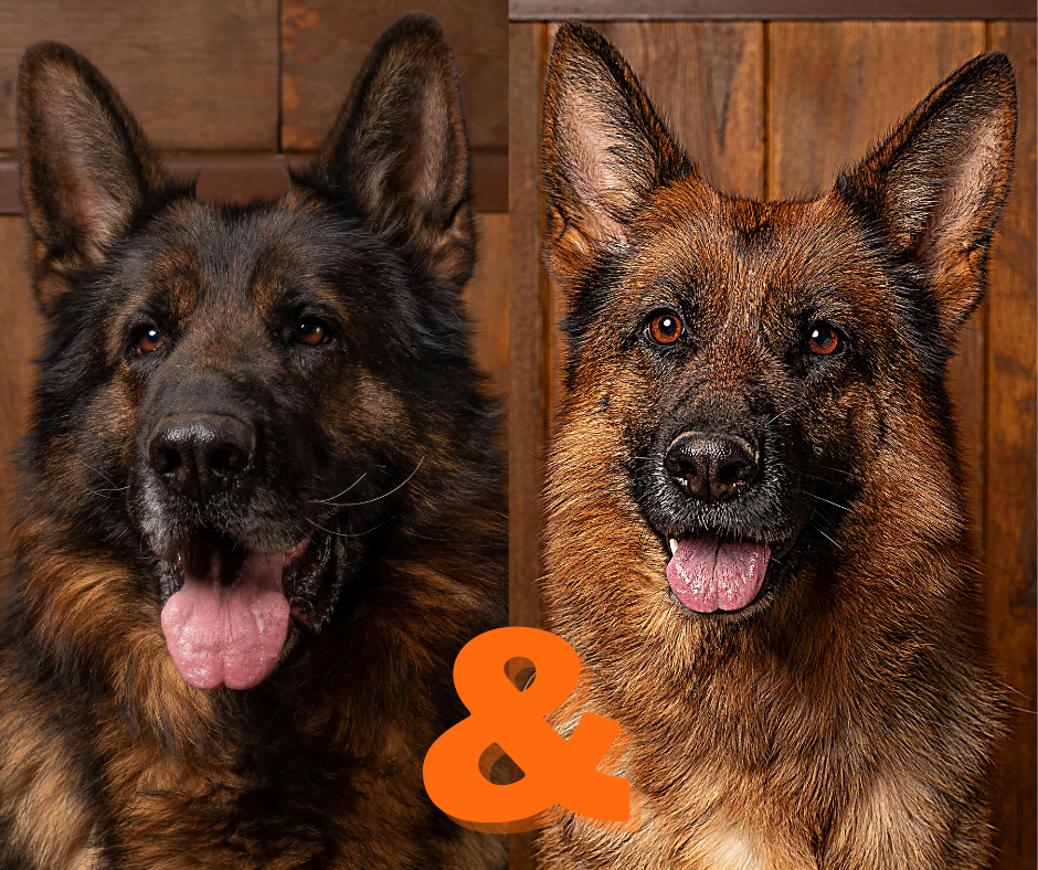 Mitou x Moko Nacres de Venus chiot berger allemand Isere Rhone Alpes France 2 - Nos portées disponibles