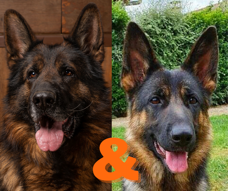Mitou x Moko Nacres de Venus chiot berger allemand Isere Rhone Alpes France - Nos portées disponibles