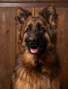 Salka Nacres de Venus elevage berger allemand LOF pure race berger allemand france berger allemand suisse berger allemand rhone alpes chiot berger allemand 1 232x300 - Salka Nacrés de Vénus elevage berger allemand LOF pure race berger allemand france berger allemand suisse berger allemand rhone alpes chiot berger allemand (1)