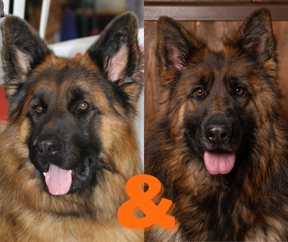Topkoh x Josephine Nacres de Venus chiot berger allemand Isere Rhone Alpes France  - Nos portées disponibles
