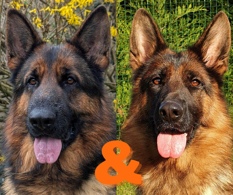 Uko x Pandora Nacres de Venus chiot berger allemand Isere Rhone Alpes France  - Nos portées disponibles