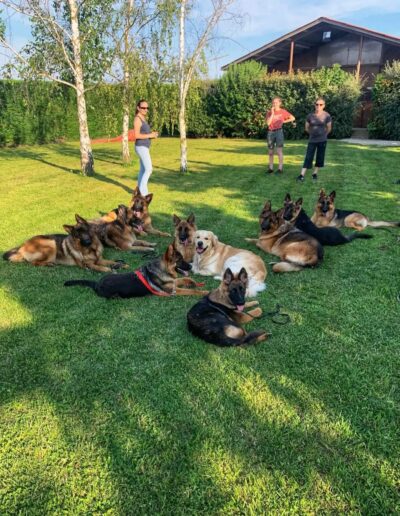 pension chien chat elevage berger allemand rhones alpes ain delacquis 3 400x516 - Accueil