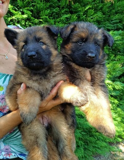 pension chien chat elevage berger allemand rhones alpes ain delacquis 4 400x516 - Accueil