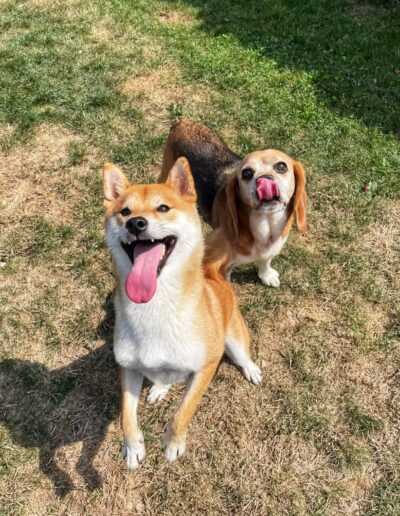 pension chien chat elevage berger allemand rhones alpes ain delacquis 5 400x516 - Accueil
